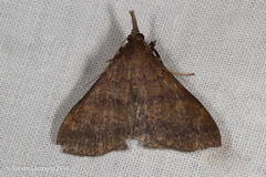 Hypenula cacuminalis