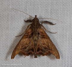 Palthis submarginata