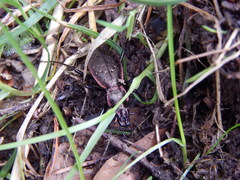 Carabus irregularis