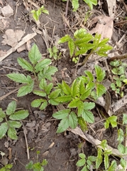 Aegopodium podagraria