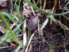 Carabus irregularis