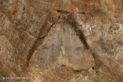 Renia mortualis