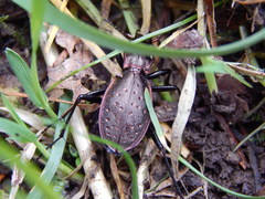 Carabus irregularis