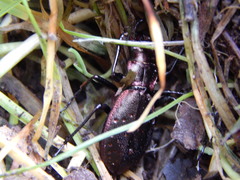 Carabus irregularis