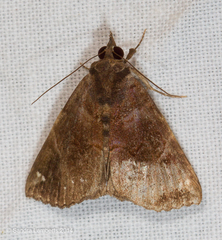 Hypena hemonalis