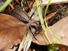 Carabus irregularis