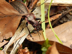 Carabus irregularis