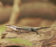 Eutropis madaraszi
