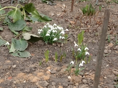 Galanthus nivalis