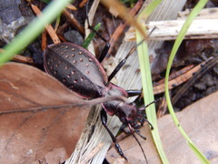 Carabus irregularis