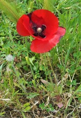 Papaver rhoeas