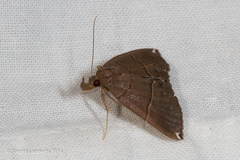 Hypena hemonalis
