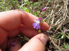 Collinsia violacea