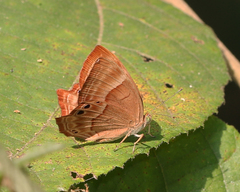 Abisara bifasciata suffusa