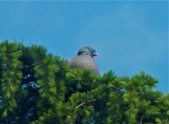 Columba palumbus