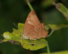 Abisara bifasciata suffusa