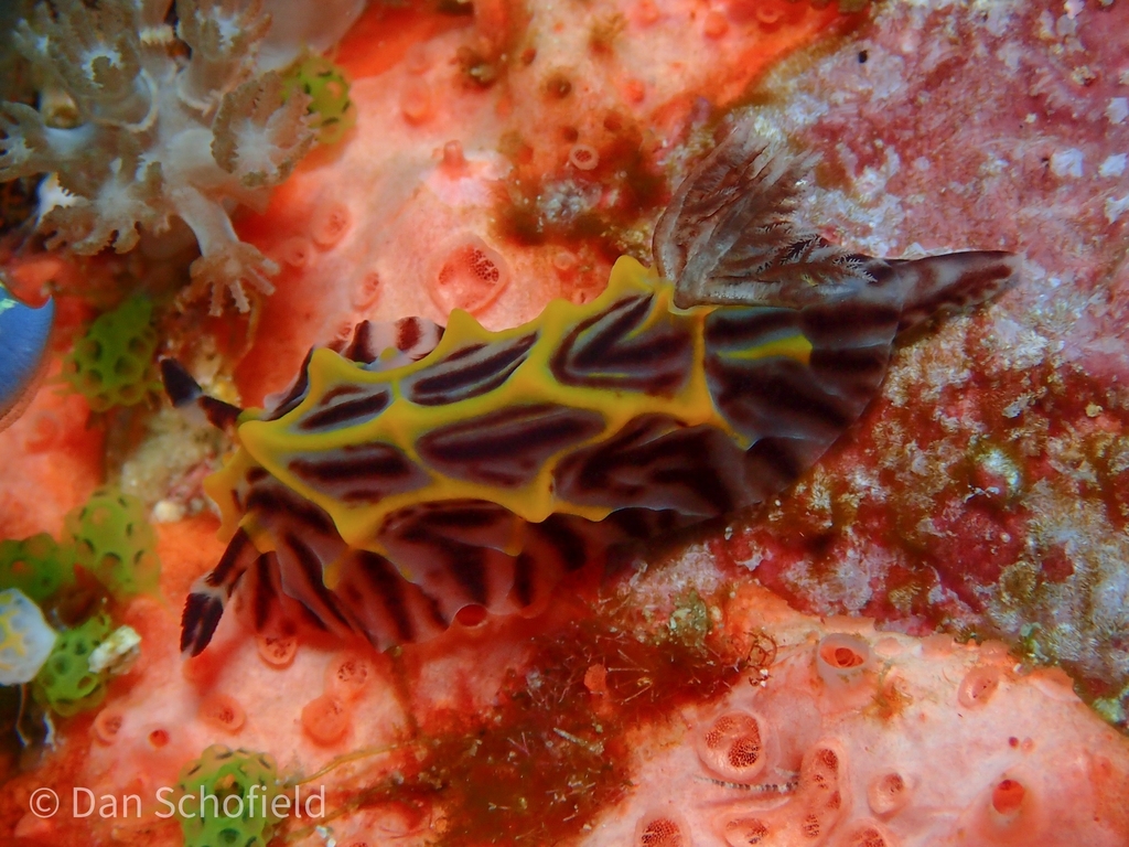 Willey’s Nudibranch