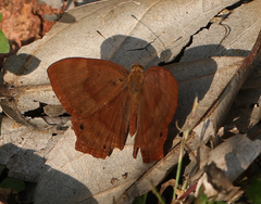 Abisara bifasciata suffusa