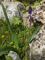Bellevalia trifoliata