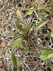Ranunculus ophioglossifolius