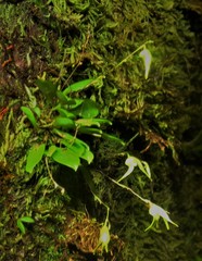 Specklinia fuegi