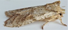 Lithophane bethunei