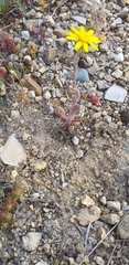 Angiospermae