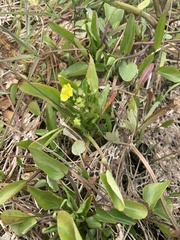 Ranunculus ophioglossifolius