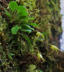Specklinia fuegi