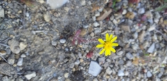 Angiospermae