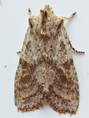 Lithophane bethunei