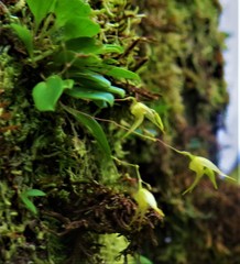 Specklinia fuegi