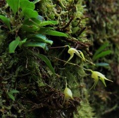 Specklinia fuegi