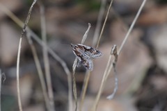 Semioscopis oculella