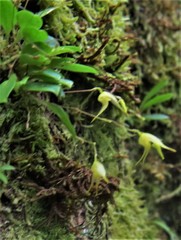 Specklinia fuegi