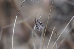 Semioscopis oculella