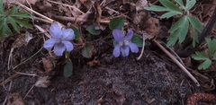 Viola