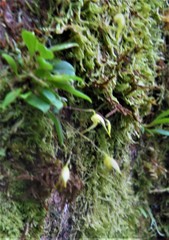 Specklinia fuegi