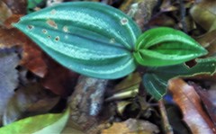 Psilochilus macrophyllus