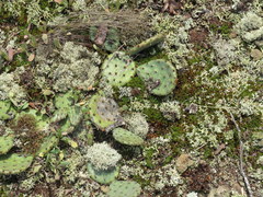 Opuntia cespitosa