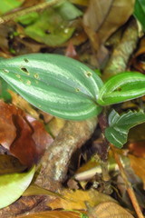 Psilochilus macrophyllus