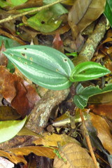 Psilochilus macrophyllus