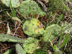 Opuntia cespitosa