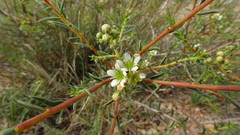 Diosma aspalathoides
