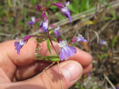 Collinsia violacea
