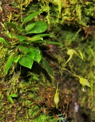 Specklinia fuegi