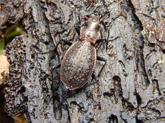 Carabus irregularis