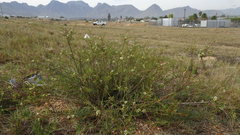 Diosma aspalathoides