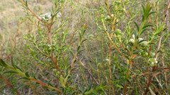 Diosma aspalathoides