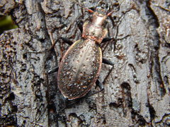 Carabus irregularis